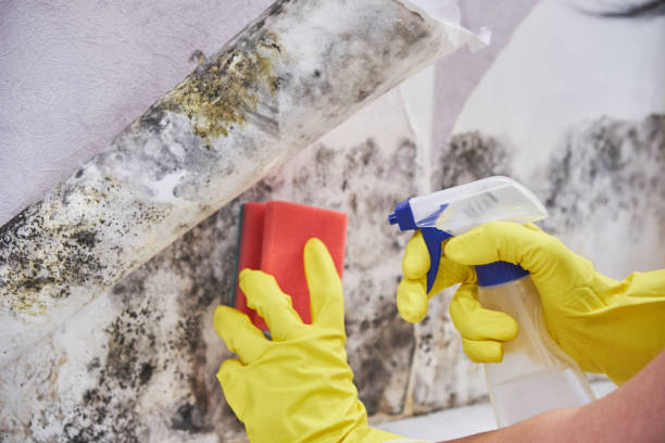 Professional Mold Inspection in Spencer, IA